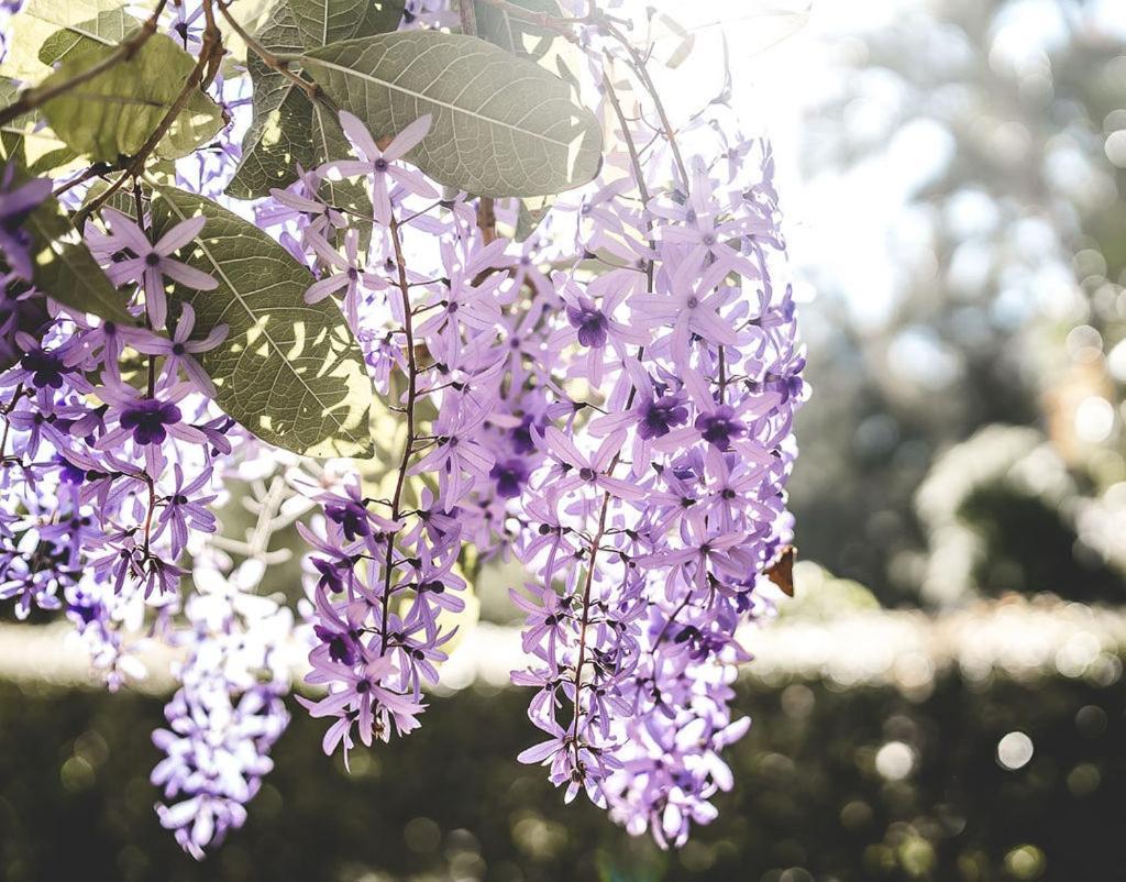 Noosa Valley Manor B&B Doonan Eksteriør bilde